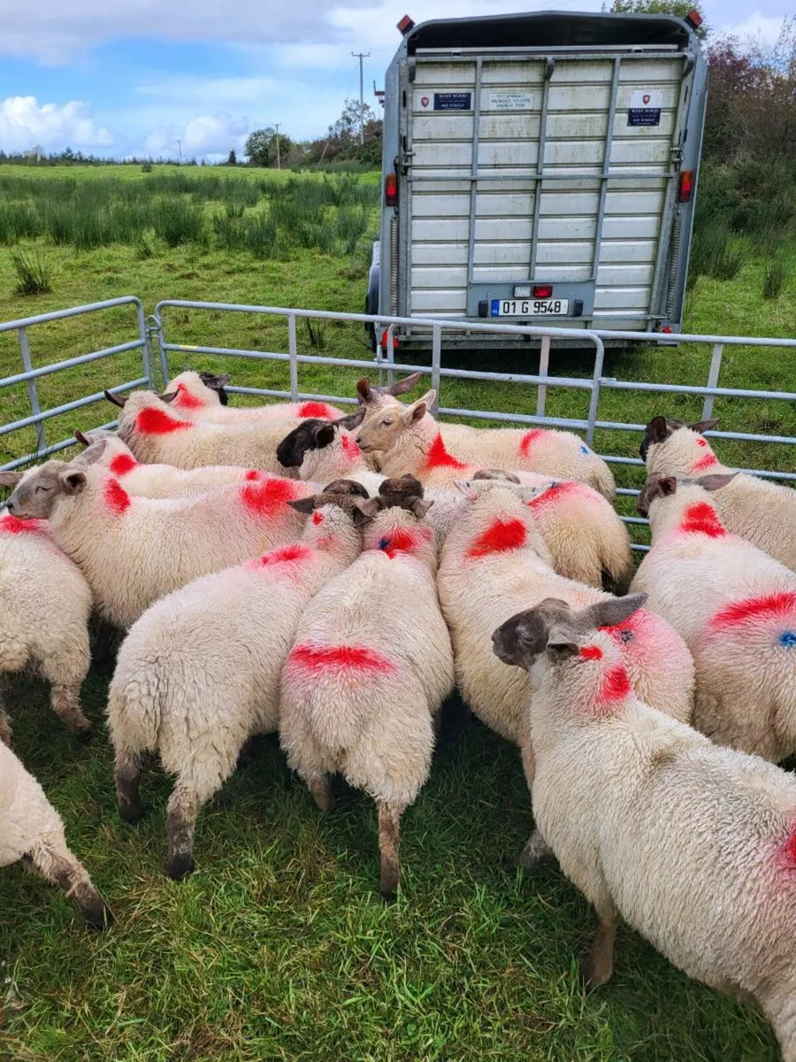 Ewe lambs - Image 2