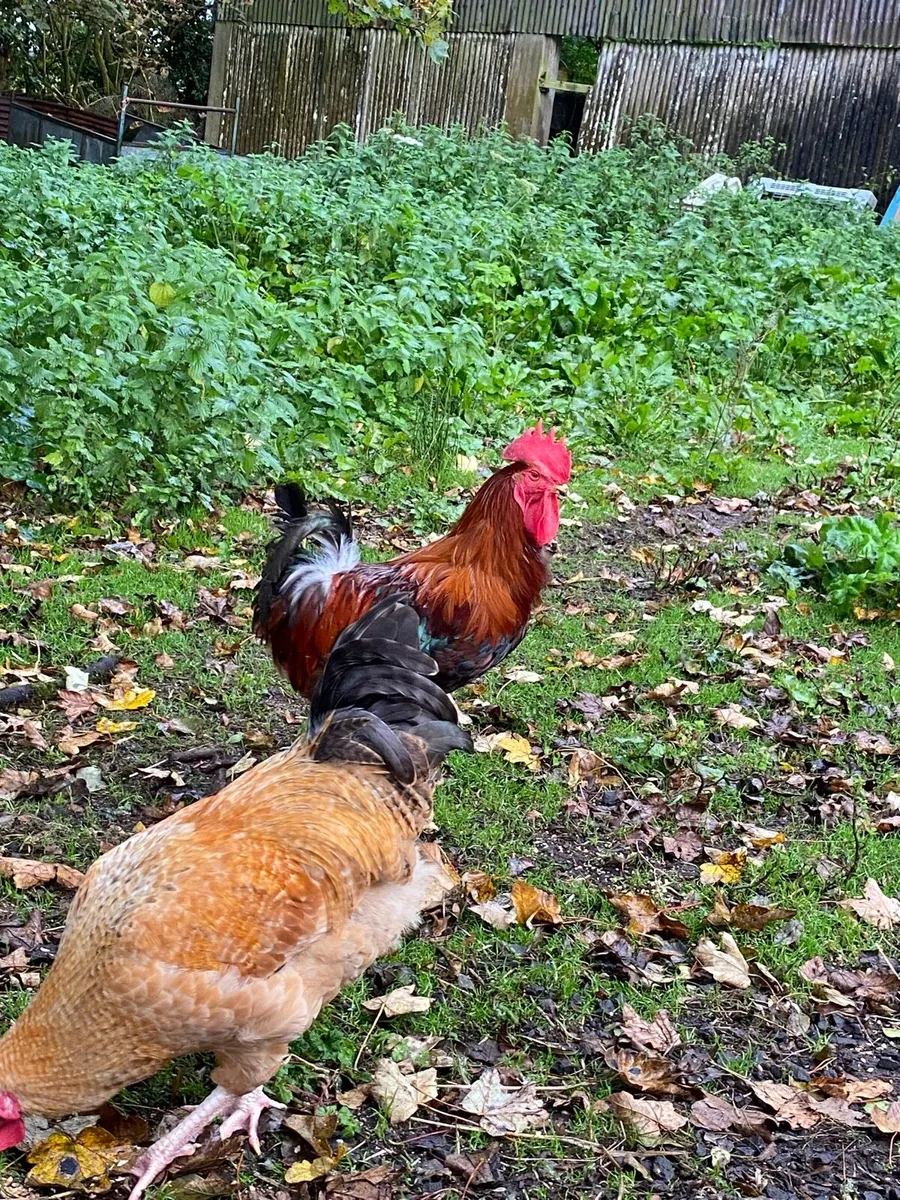 Young pullets and hens - Image 1