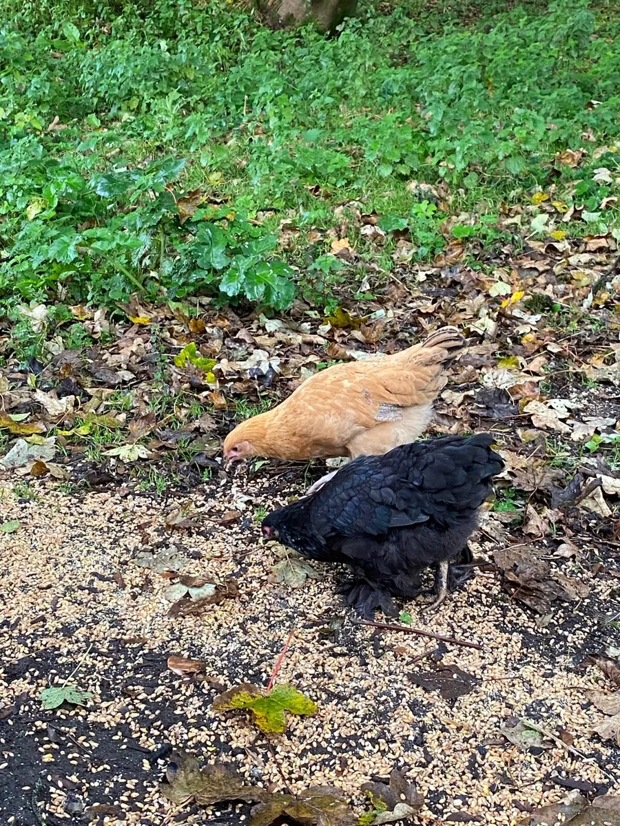 Young pullets and hens - Image 2