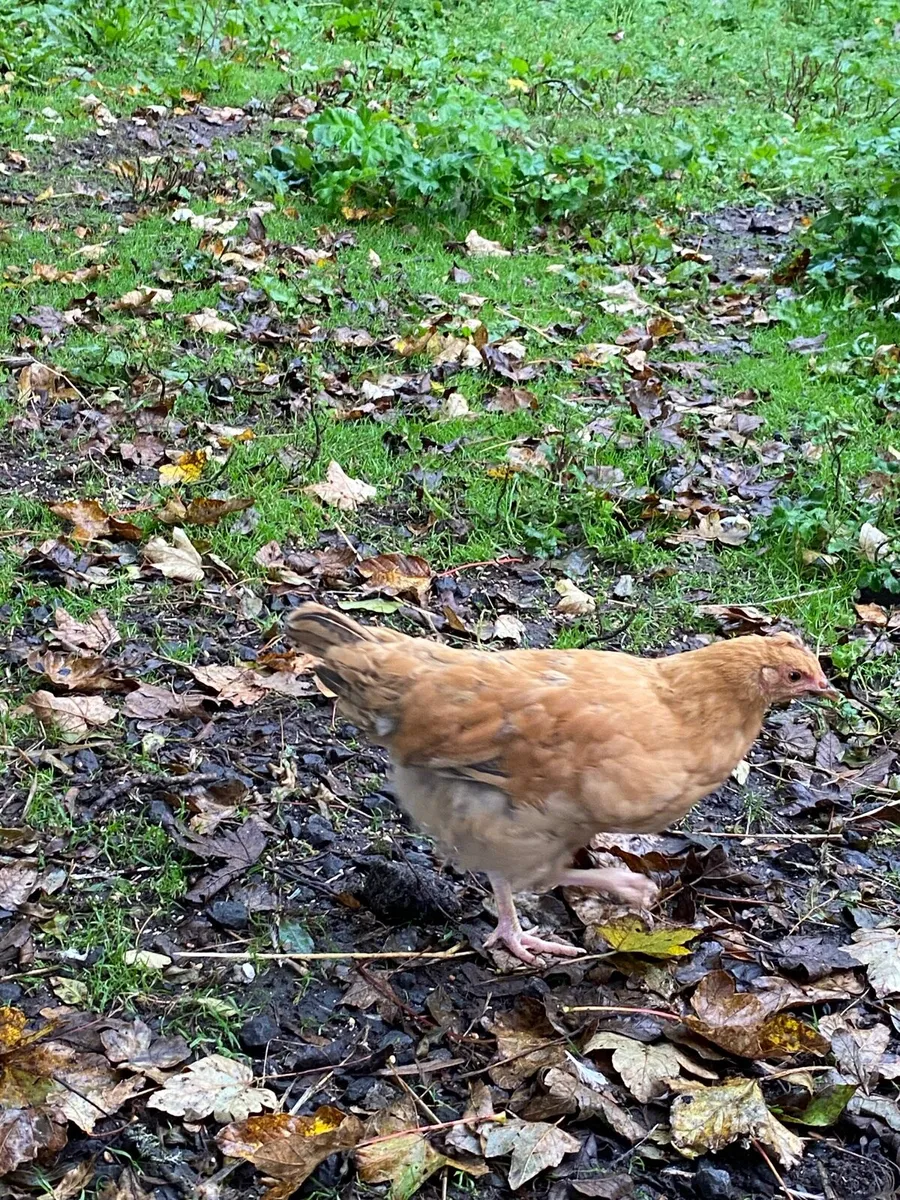 Young pullets and hens - Image 3