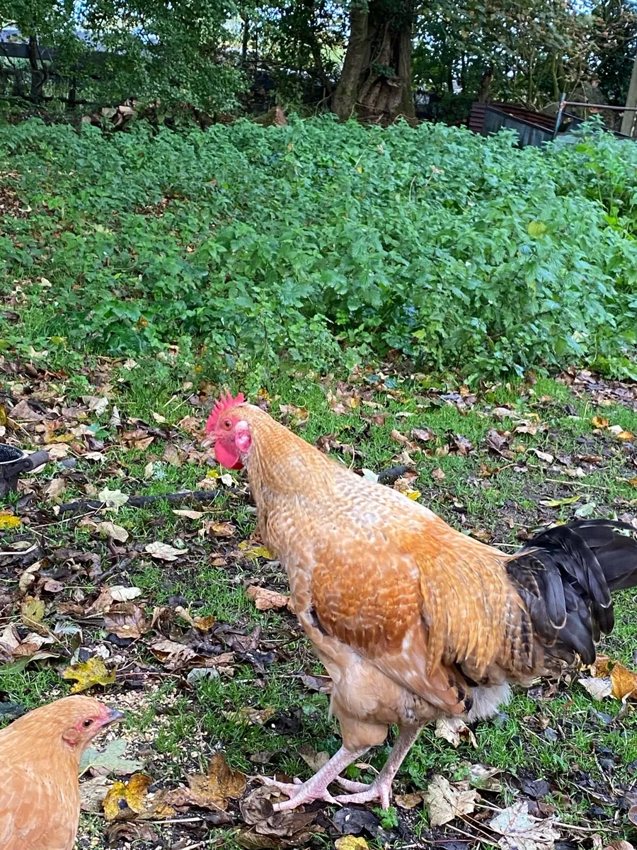Young pullets and hens - Image 4