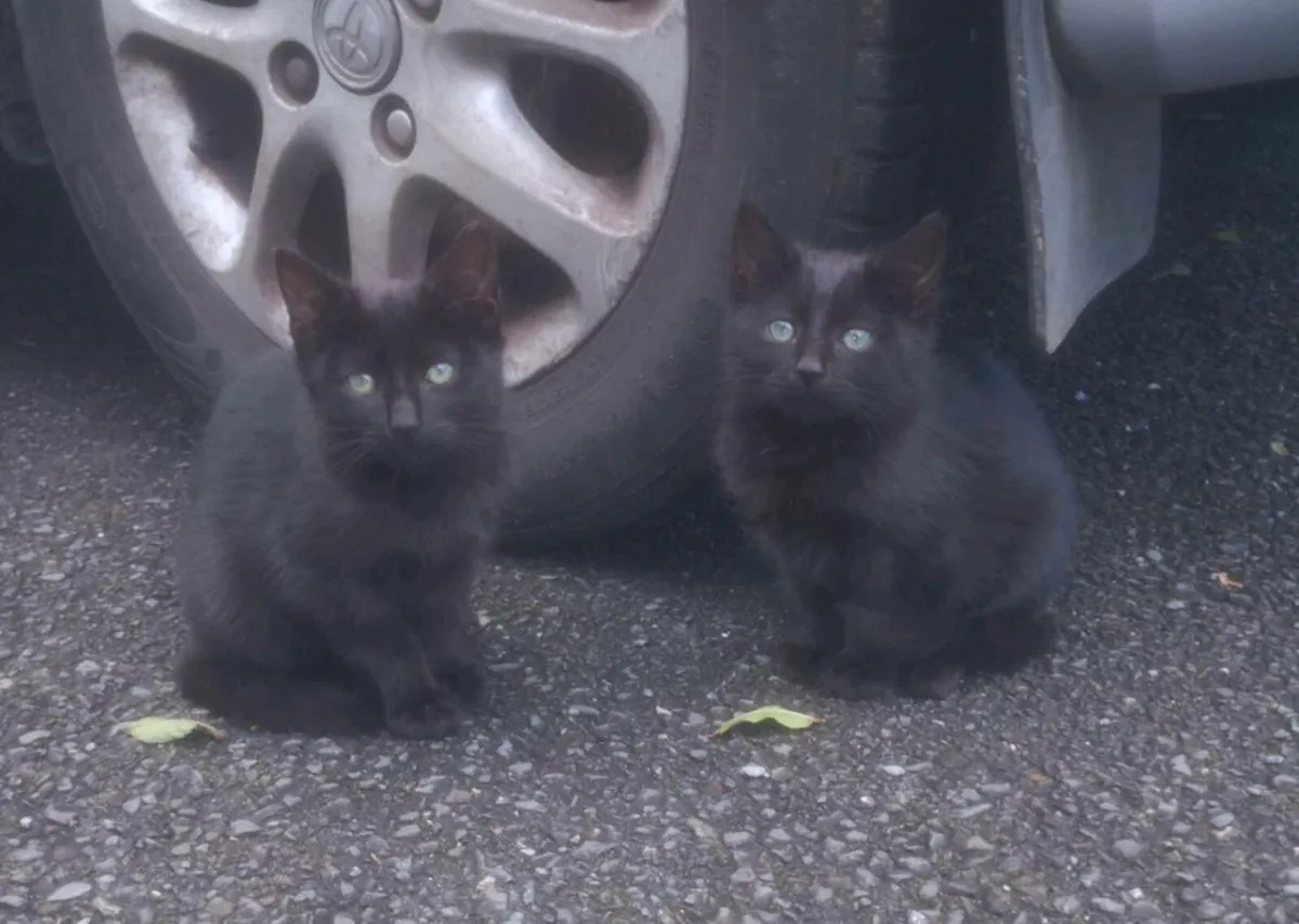 Kittens - Image 1