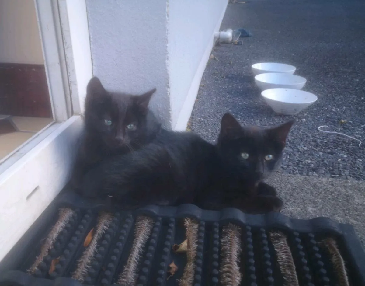 Kittens - Image 2