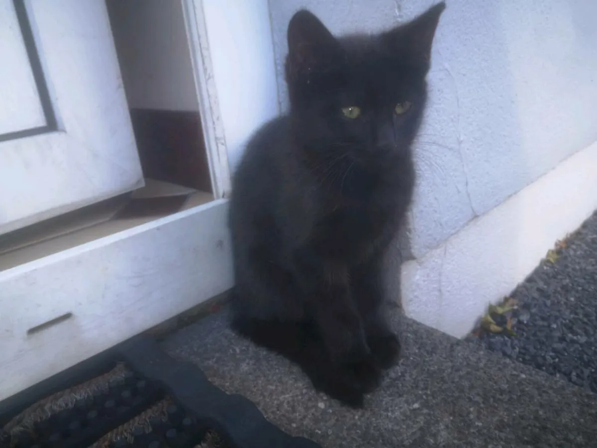 Kittens - Image 4