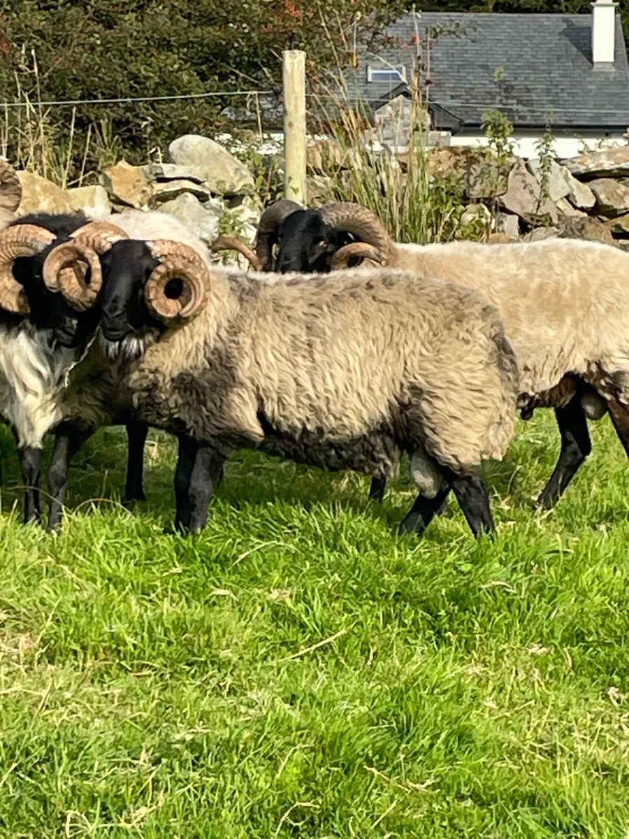 Black face mountain hog rams for sale - Image 1