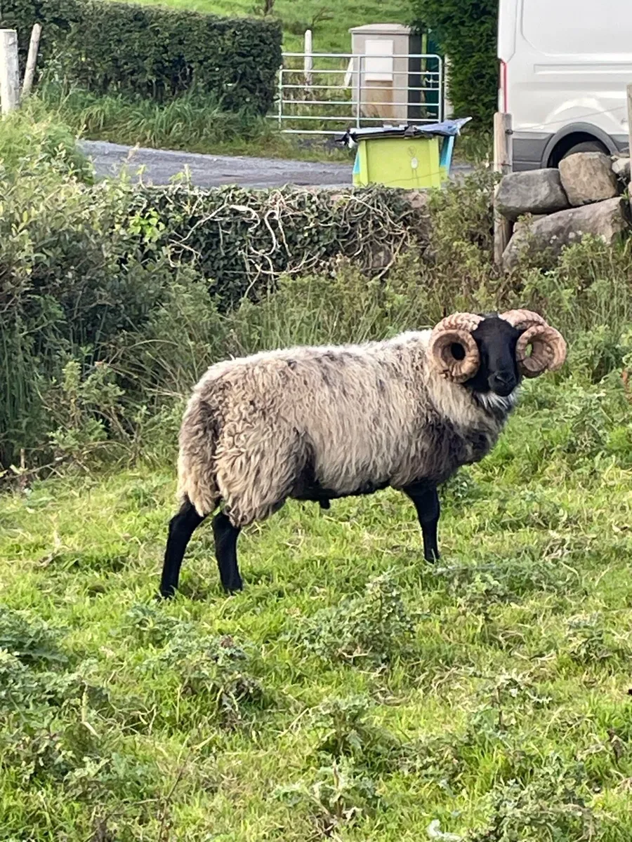 Black face mountain hog rams for sale - Image 2