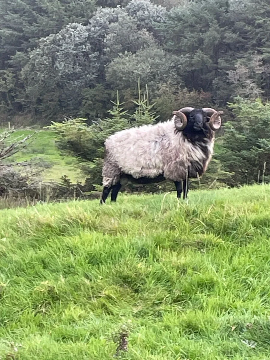 Black face mountain hog rams for sale - Image 3