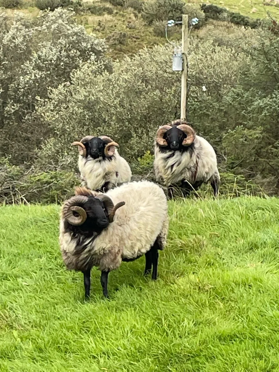 Black face mountain hog rams for sale - Image 4