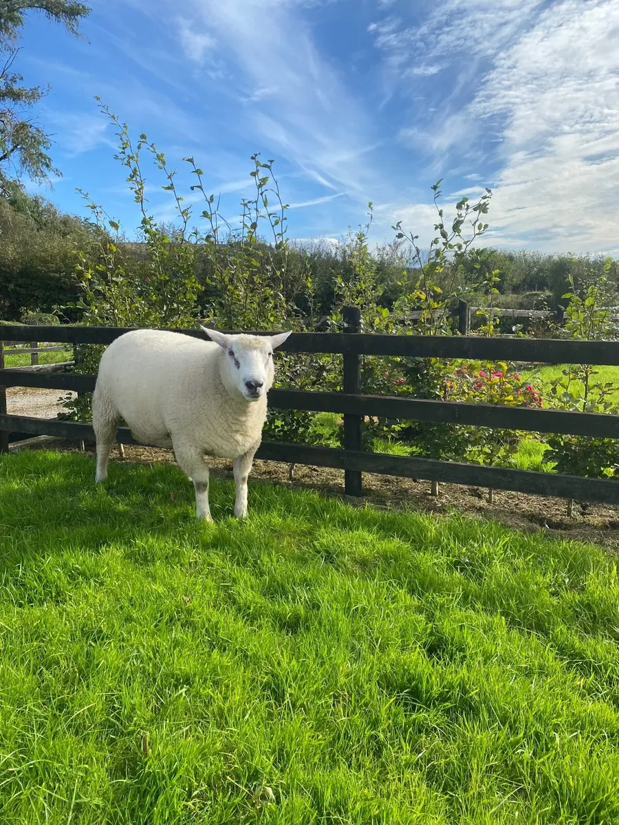 Purebred Galway Hogget Ram - Image 1