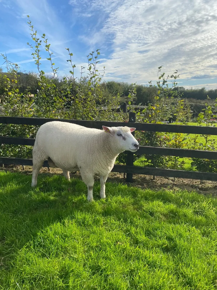 Purebred Galway Hogget Ram - Image 2