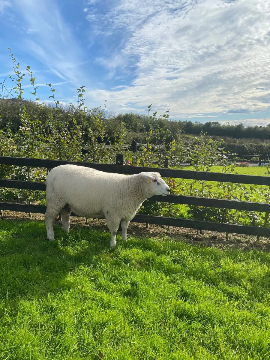 Purebred Galway Hogget Ram - Image 3
