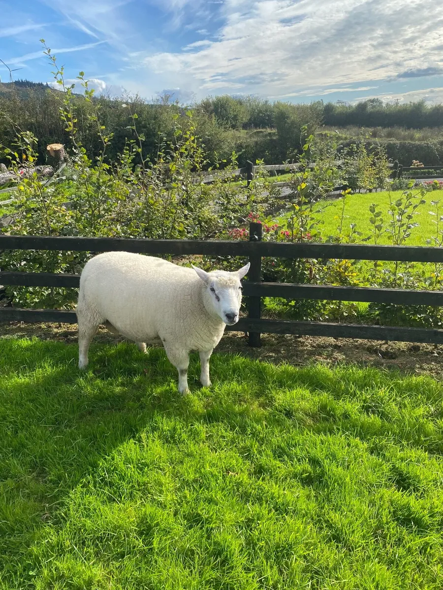 Purebred Galway Hogget Ram - Image 4