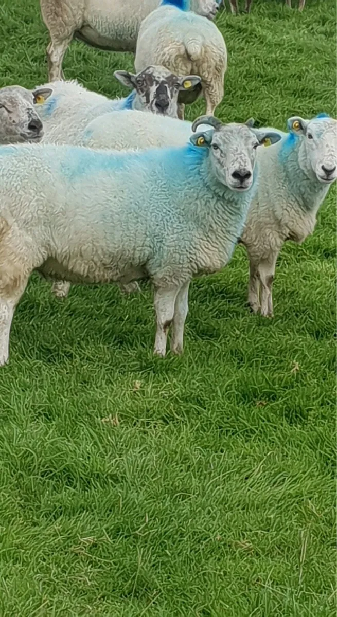 Winter grazing wanted