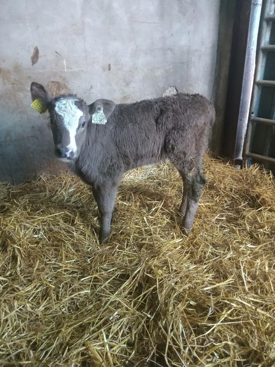 Super continental heifer calf - Image 1