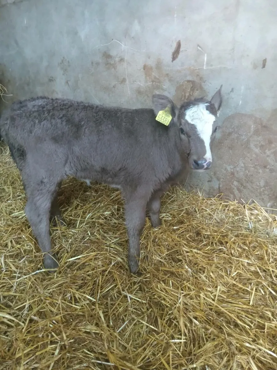 Super continental heifer calf - Image 2