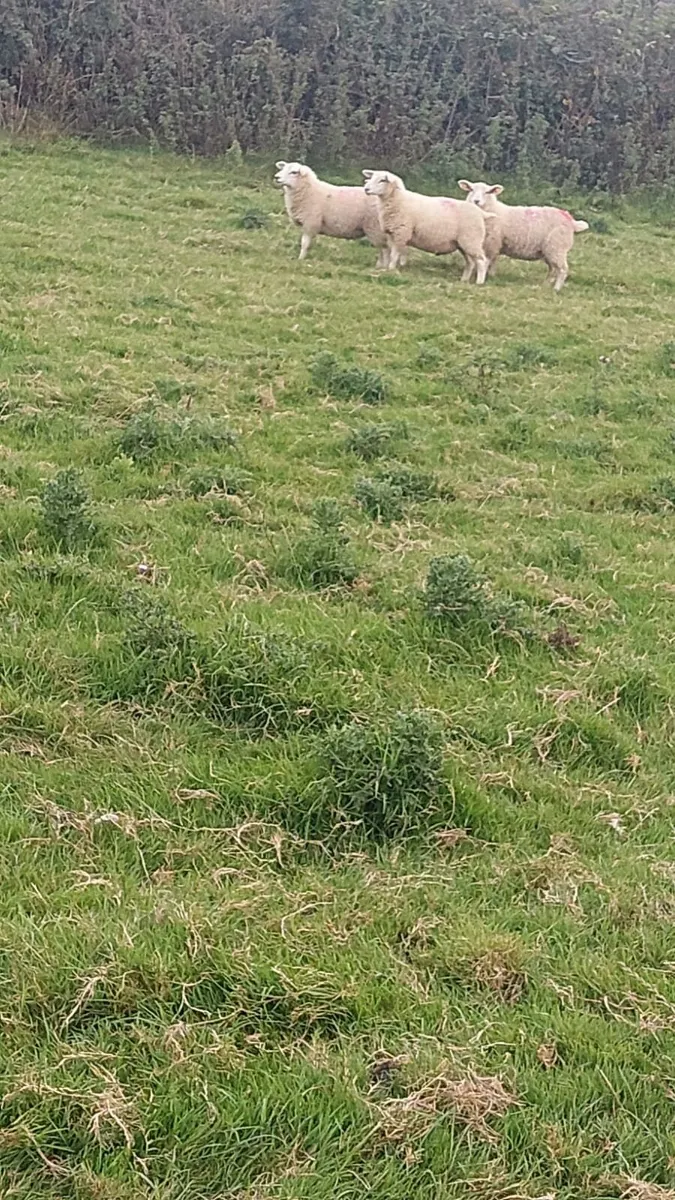 Texel lambs - Image 1