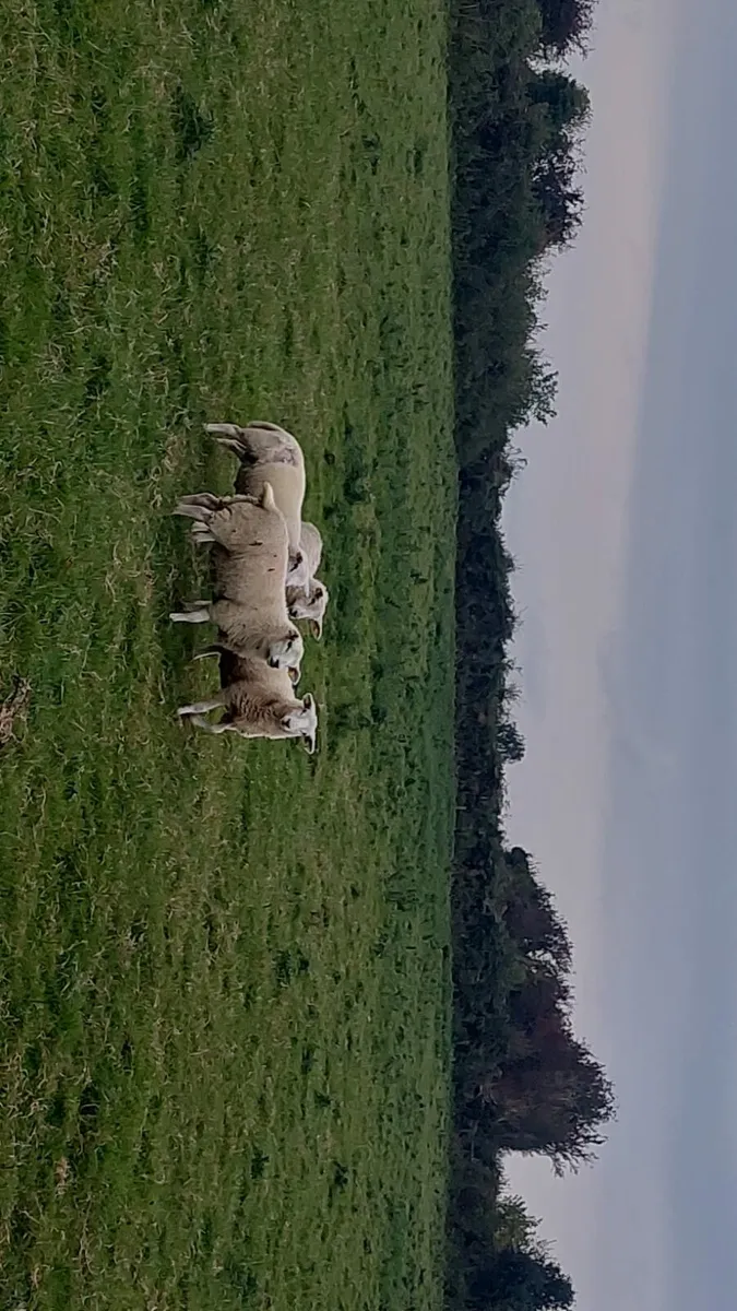 Texel lambs - Image 2