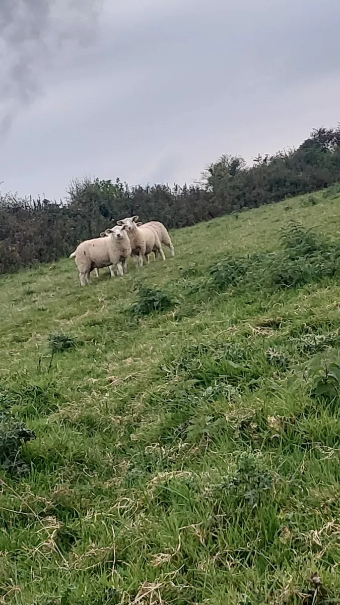 Texel lambs - Image 3