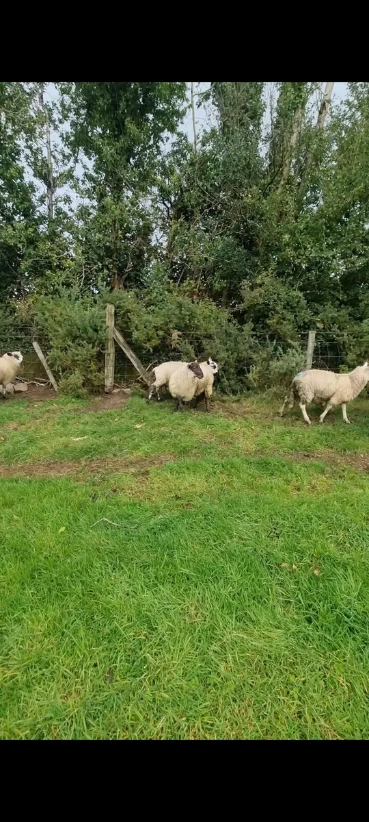 17 Ram lambs - Image 2
