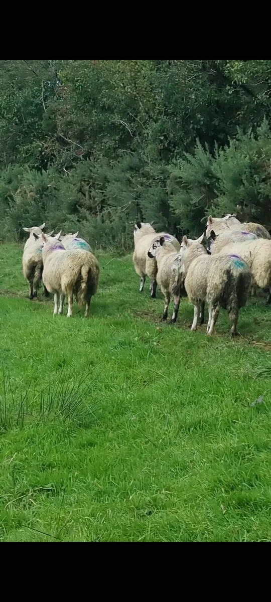 17 Ram lambs - Image 1