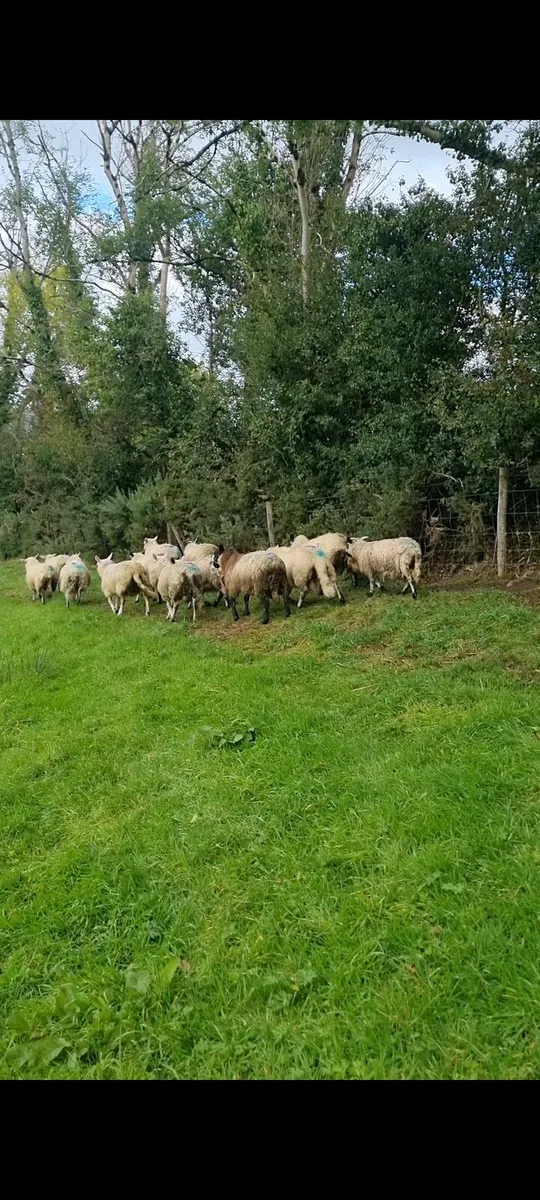 17 Ram lambs - Image 3