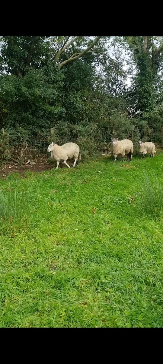 17 Ram lambs - Image 4