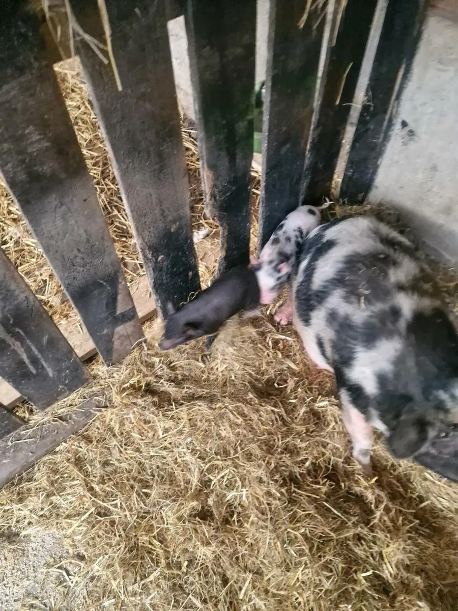 Piglets & Lama - Image 1
