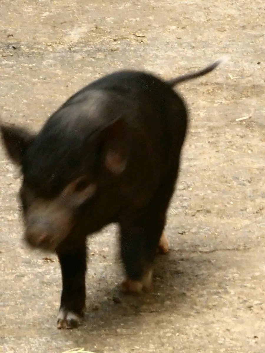 Piglets & Lama - Image 2