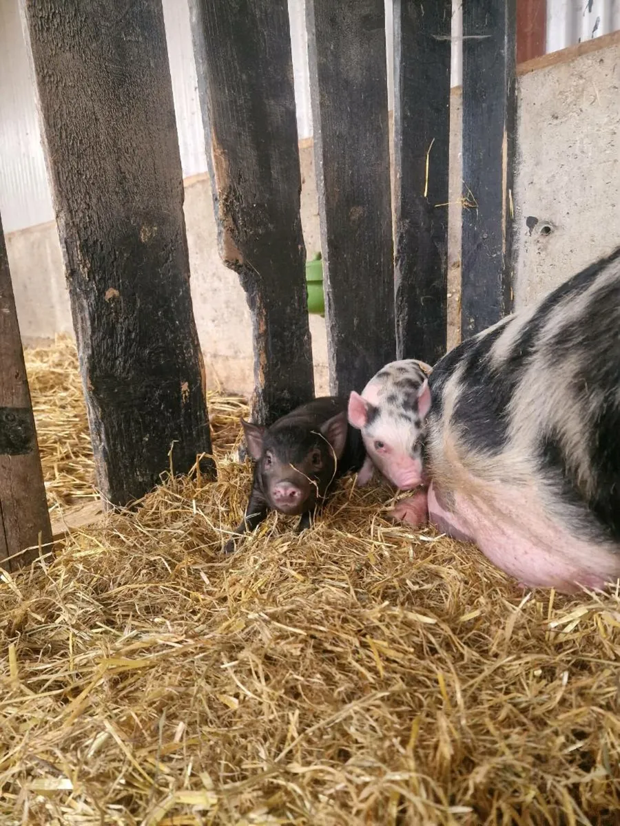 Piglets & Lama - Image 4