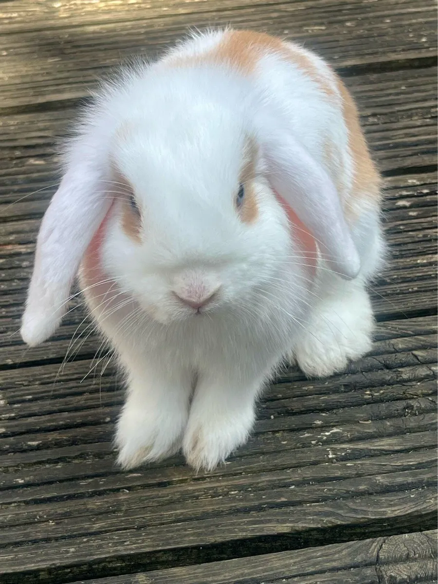 lop-eared rabbit - Image 3