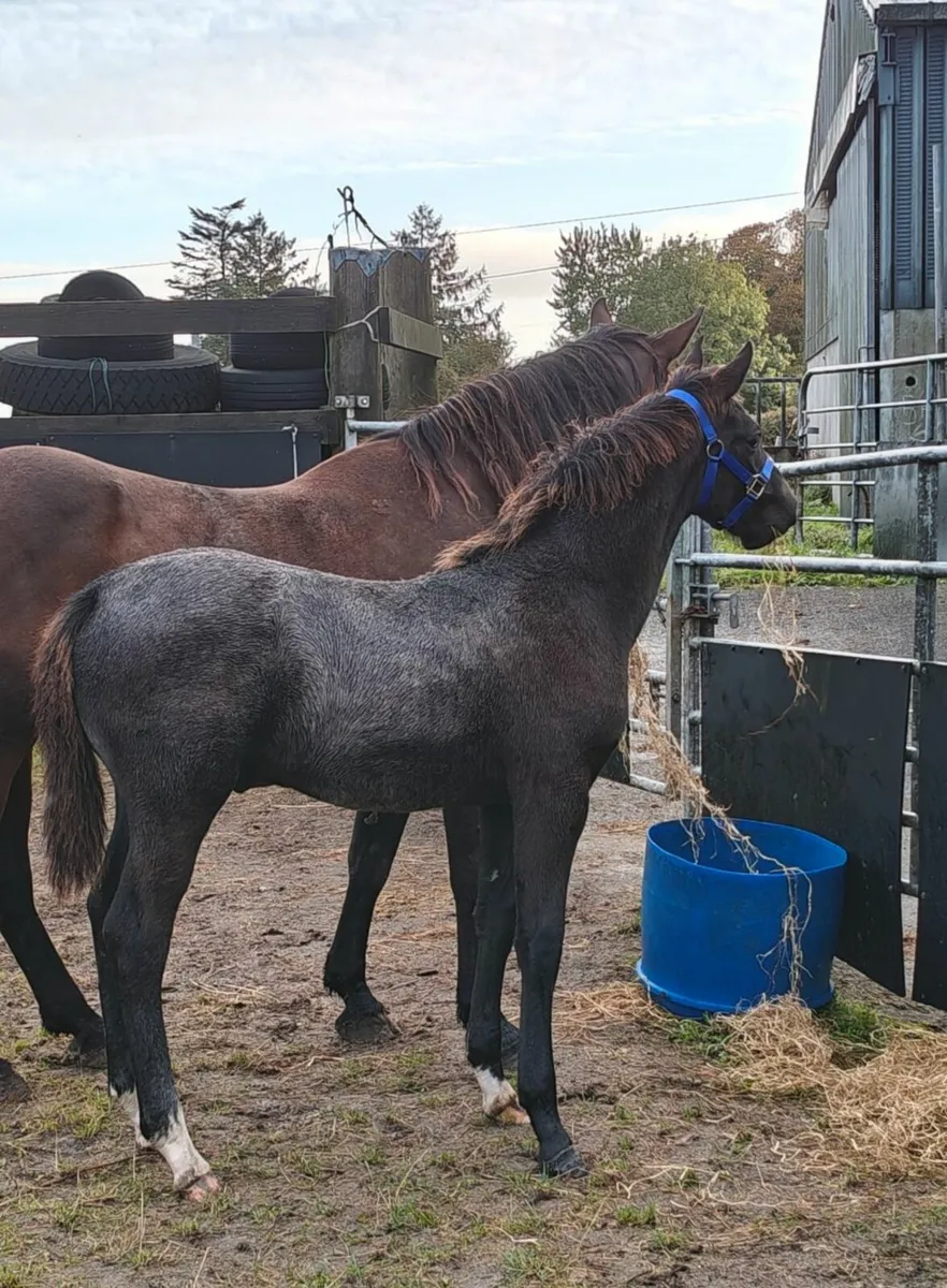 KMS Denver x Douglas colt foal - Image 4