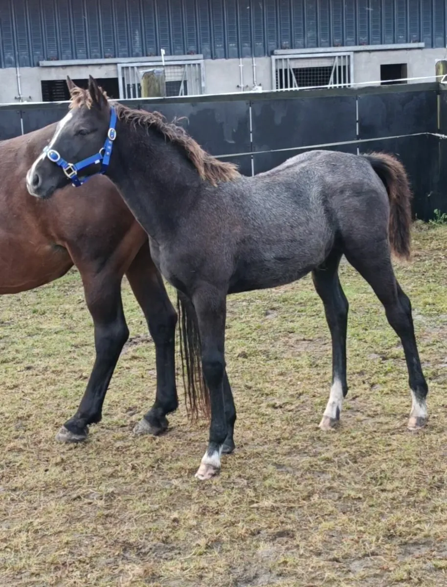 KMS Denver x Douglas colt foal - Image 1