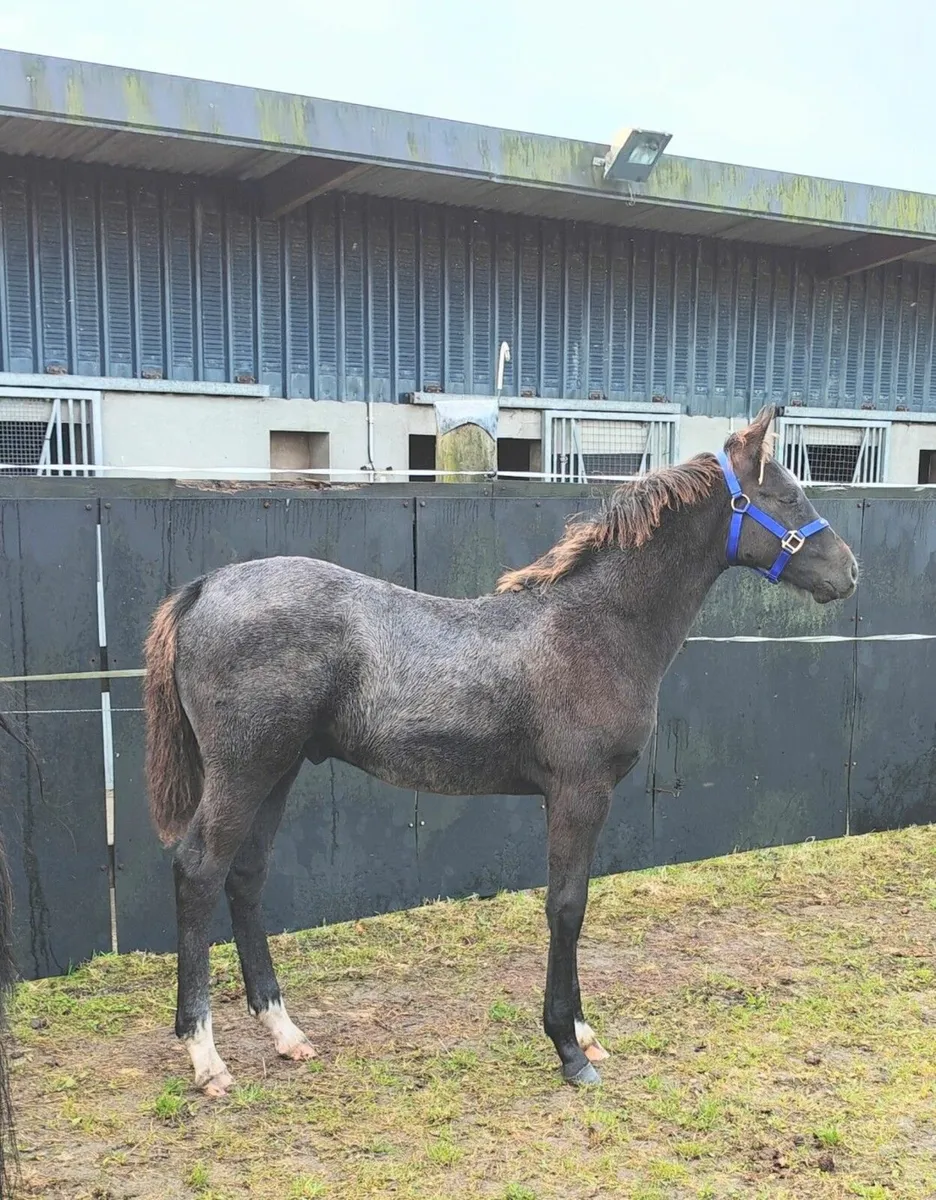 KMS Denver x Douglas colt foal - Image 3