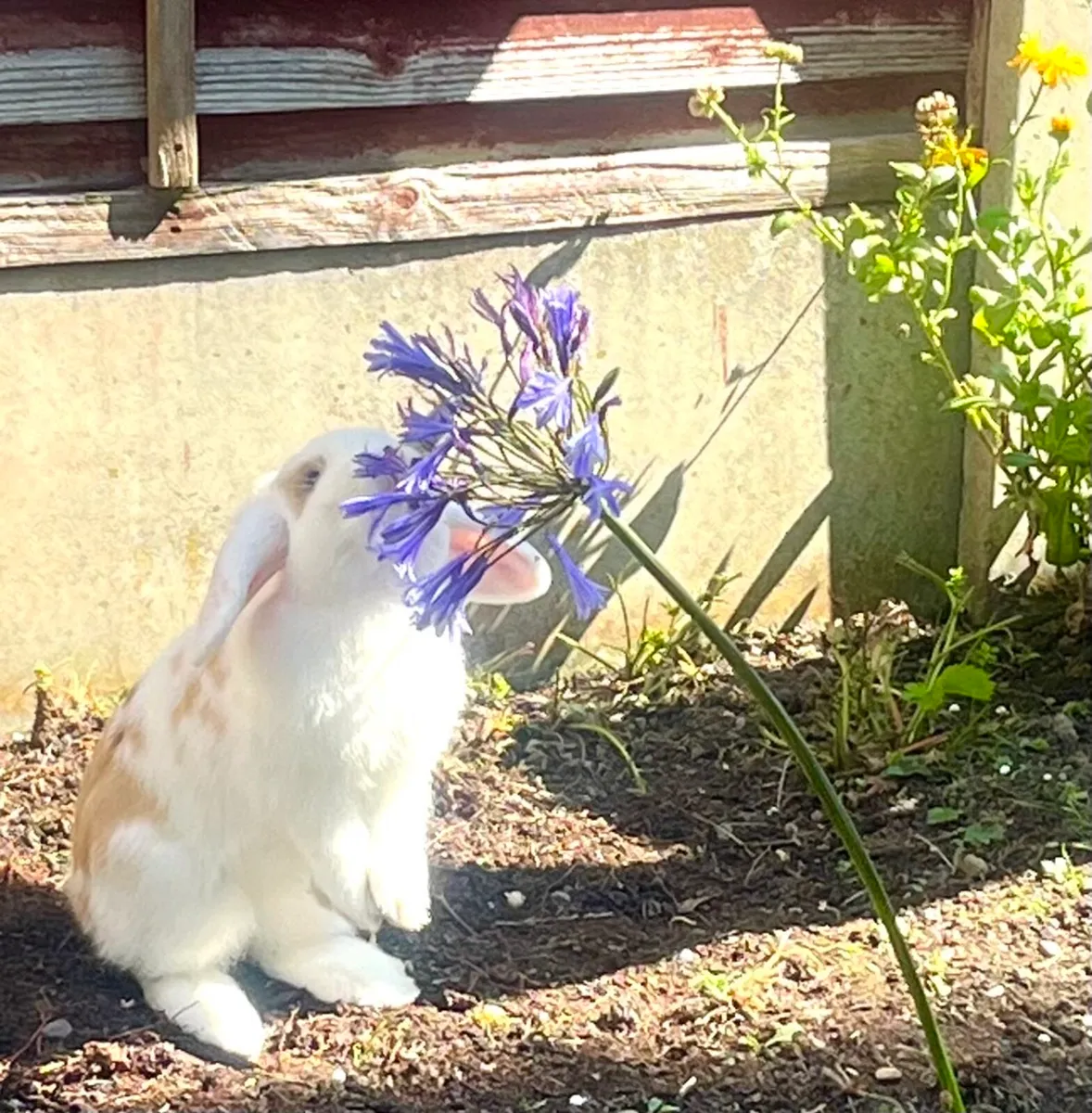 lop-eared rabbit - Image 2