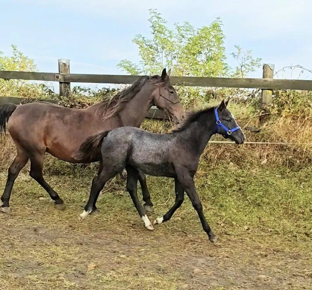 KMS Denver x Douglas colt foal - Image 2