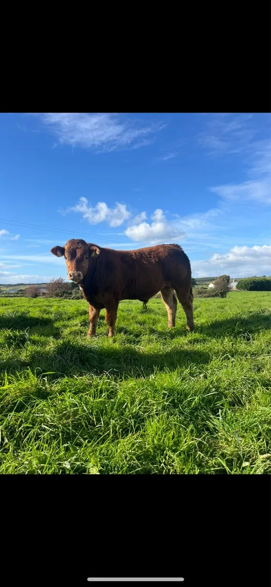 Super AI bull weanlings - Image 1