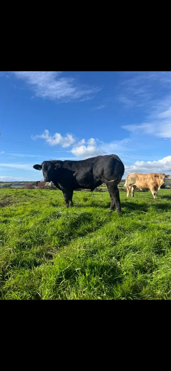Super AI bull weanlings - Image 2
