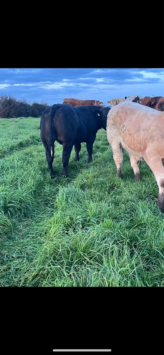 Super AI bull weanlings - Image 3