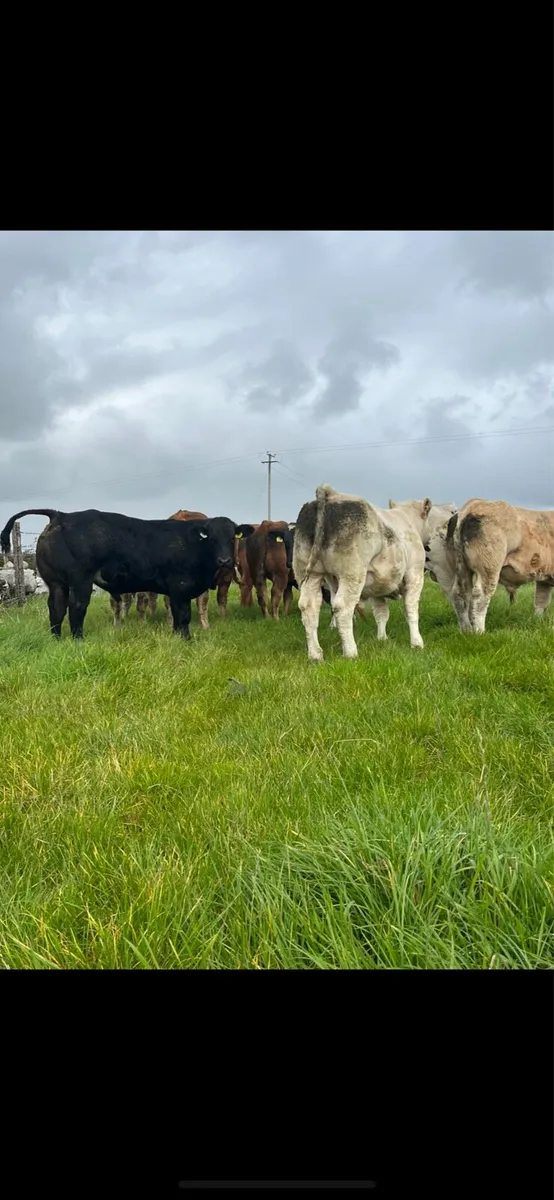 Super AI bull weanlings - Image 4