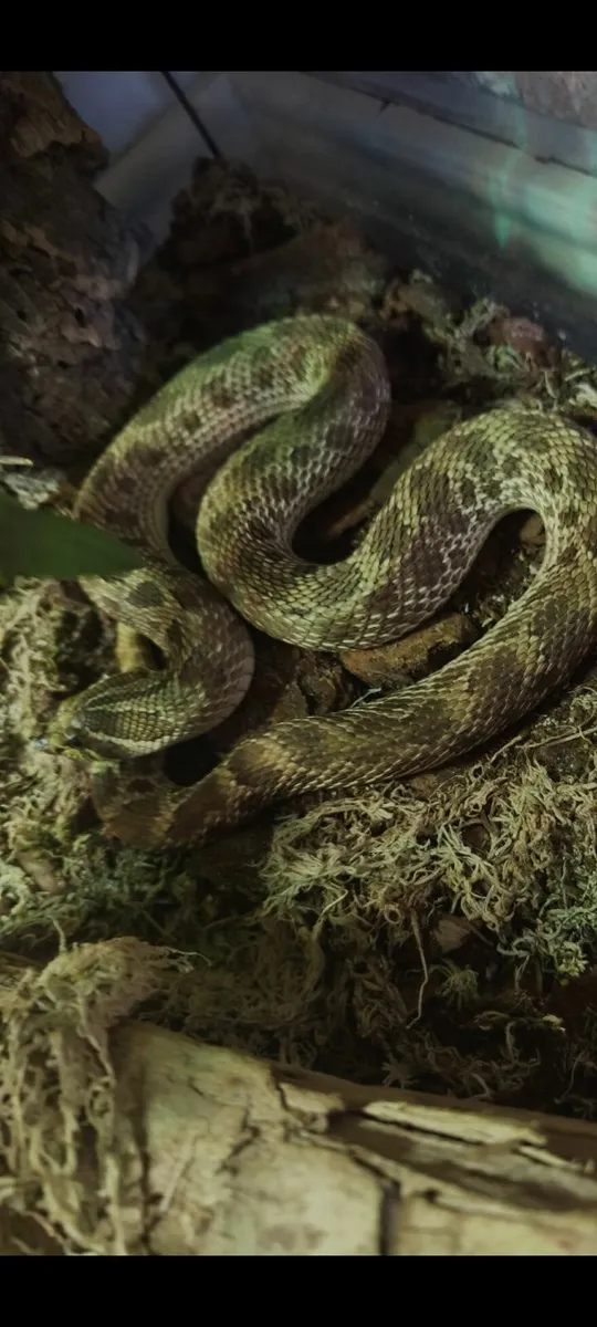 Hognose snake artic conda - Image 2