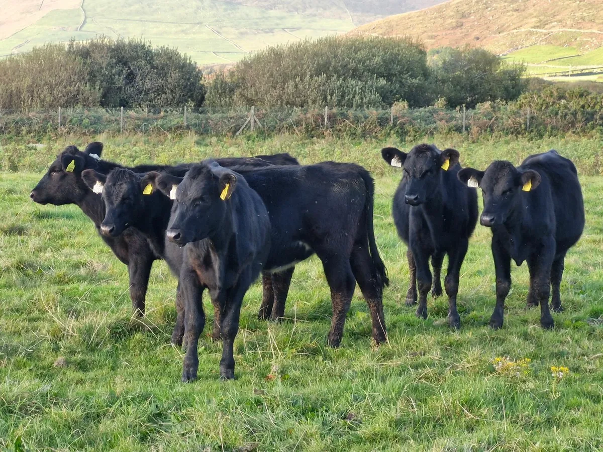 5 ANGUS HEIFERS - Image 1