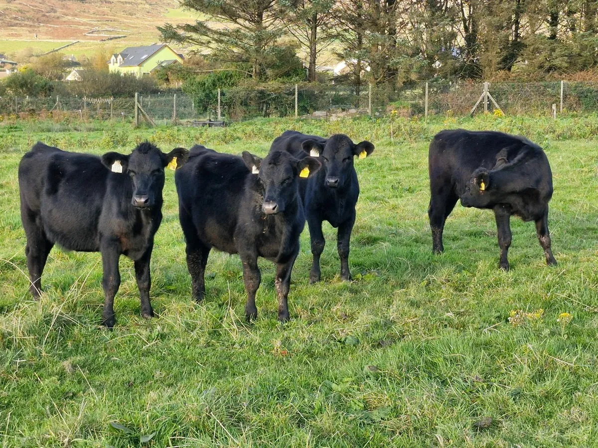 5 ANGUS HEIFERS - Image 2