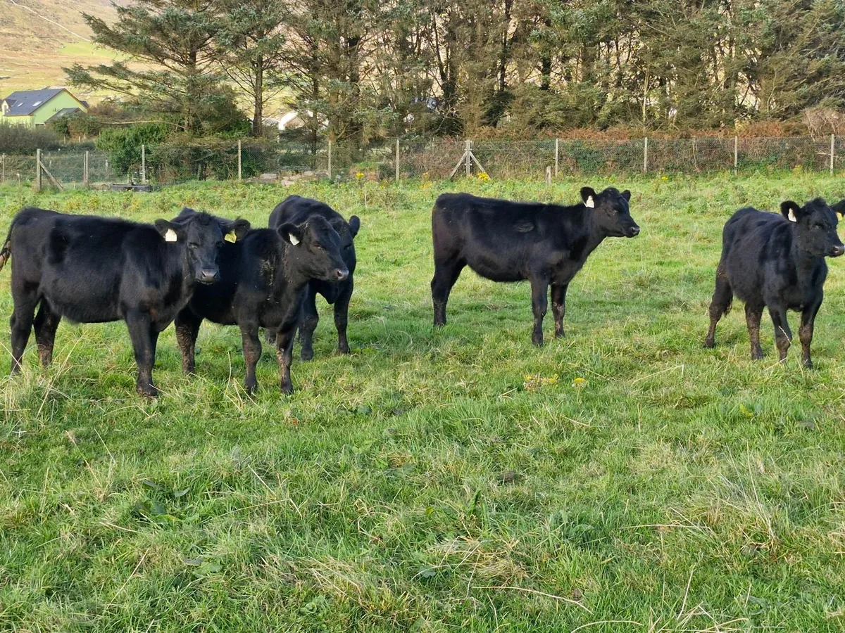 5 ANGUS HEIFERS - Image 3