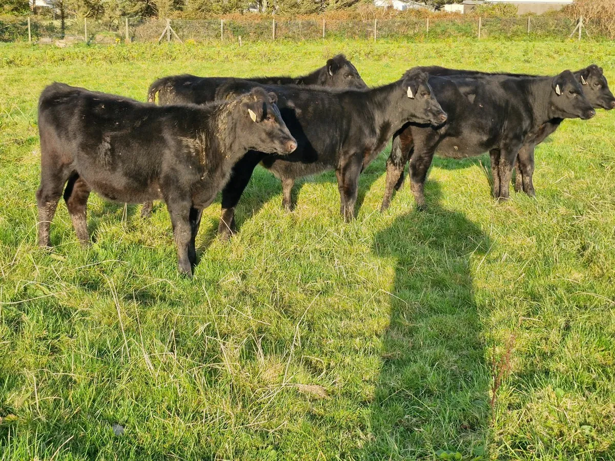5 ANGUS HEIFERS - Image 4