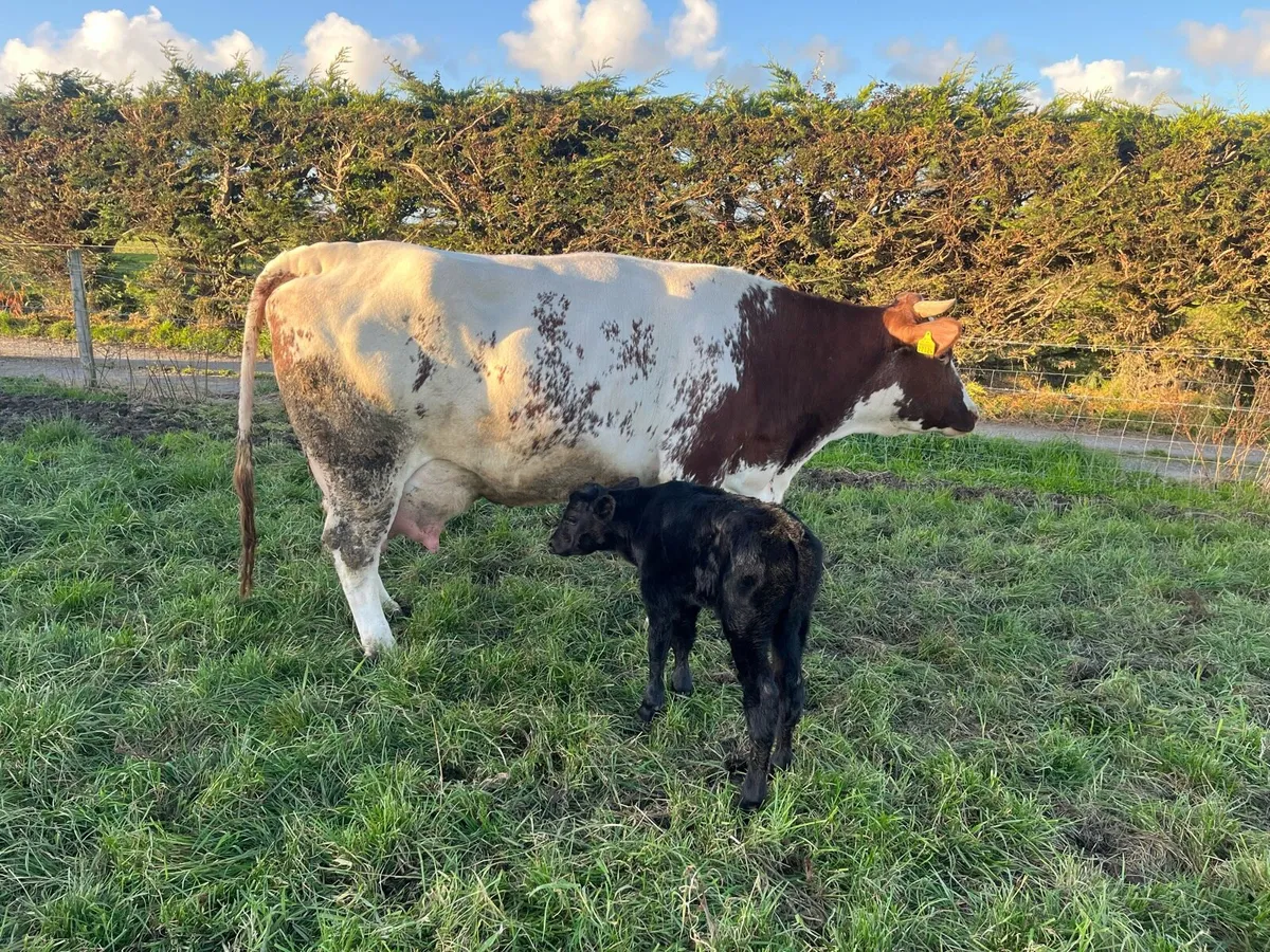 Red Belgian Blue Cow and calf - Image 2