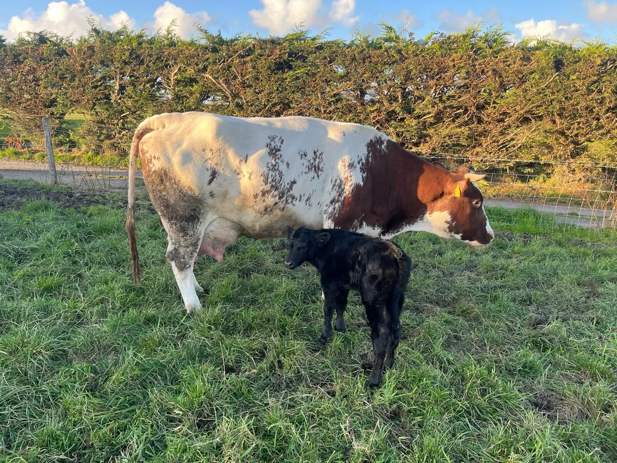 Red Belgian Blue Cow and calf - Image 3