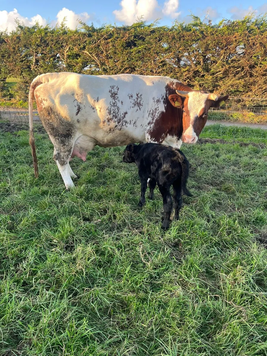 Red Belgian Blue Cow and calf - Image 4