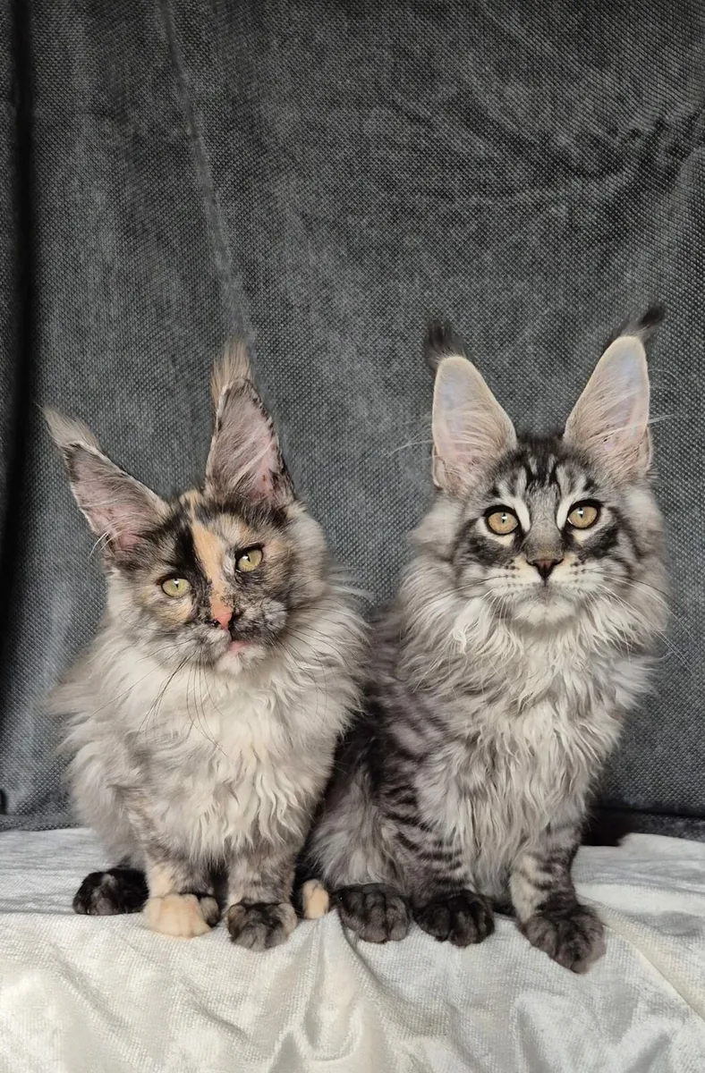 Maine Coon - Image 4