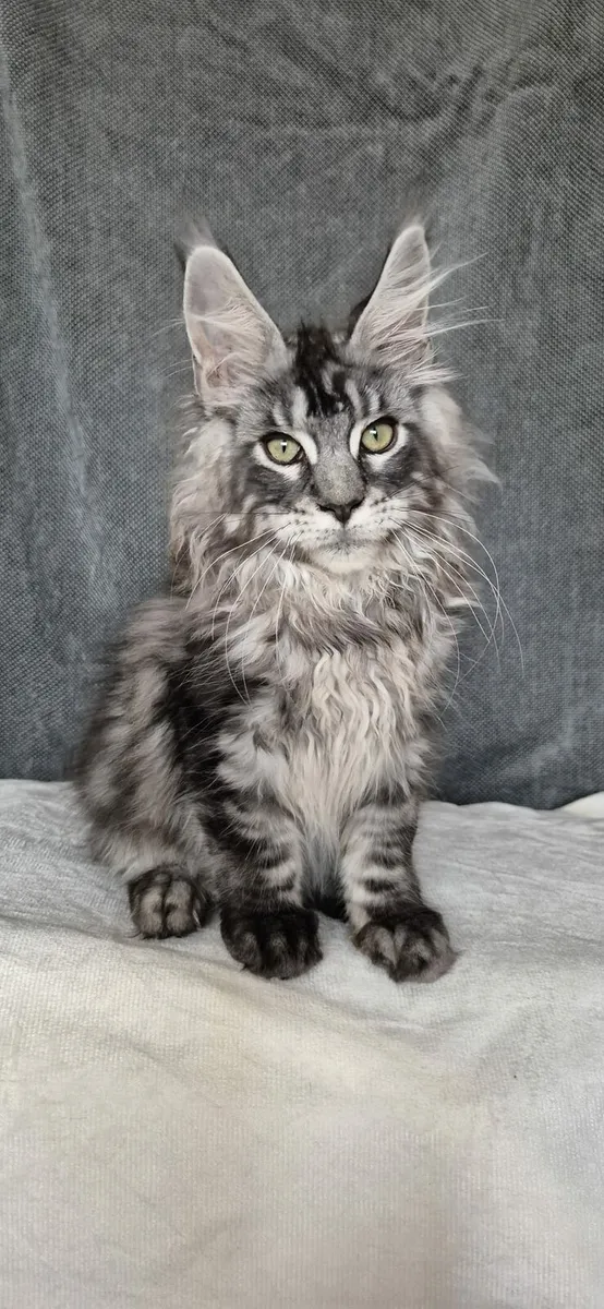 Maine Coon - Image 2