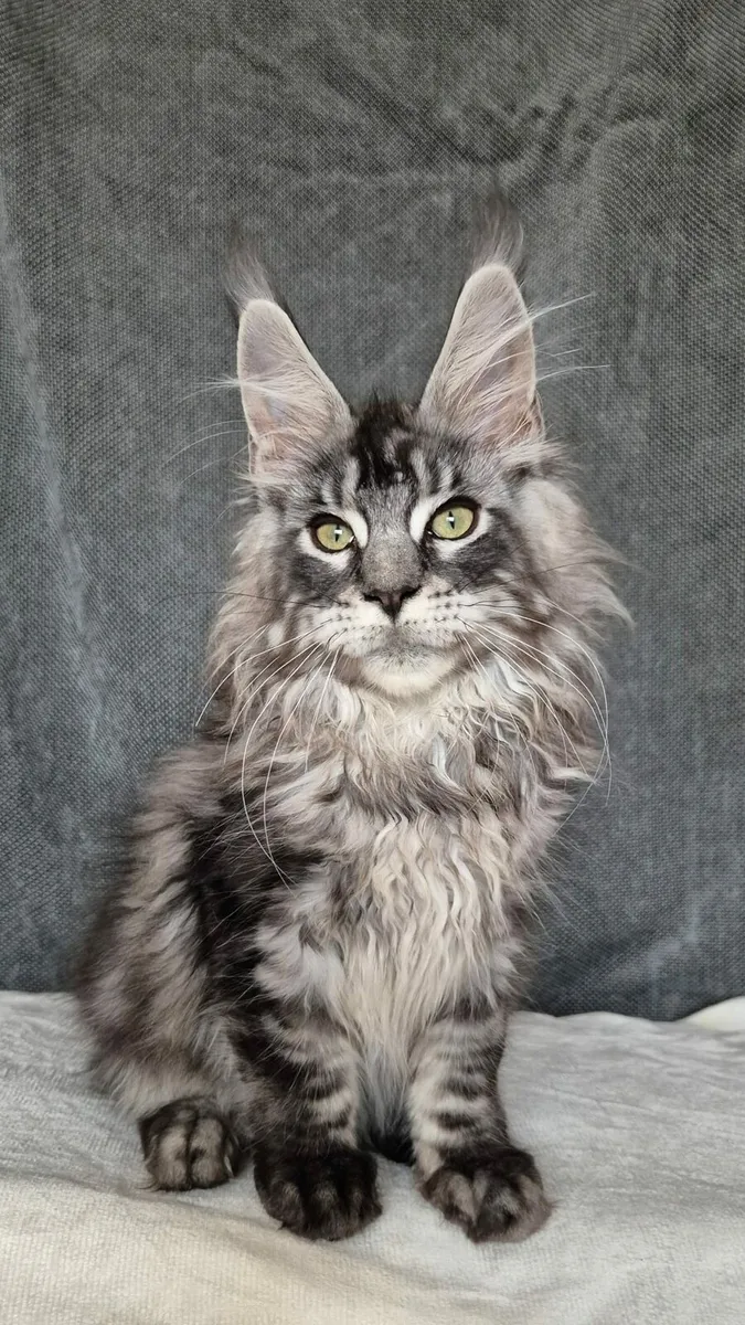 Maine Coon - Image 1